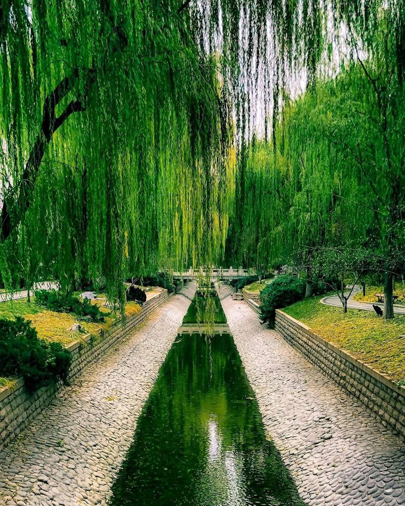Willow-lined canal outside the Forbidden City, Beijing